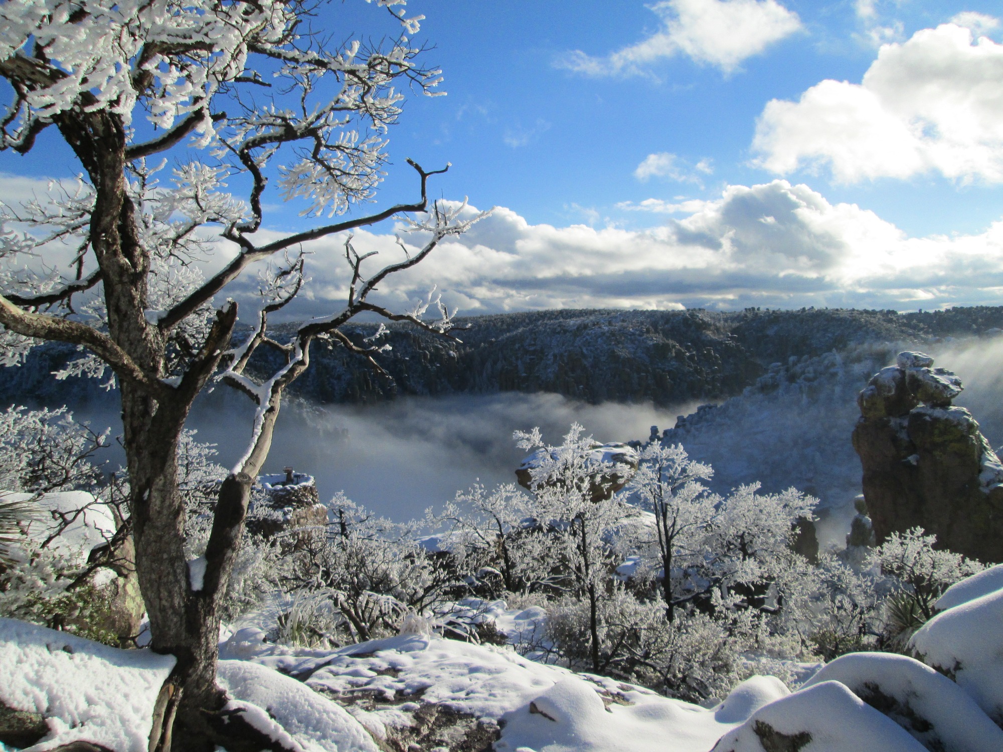 snow and blowing snow on trees at rocks