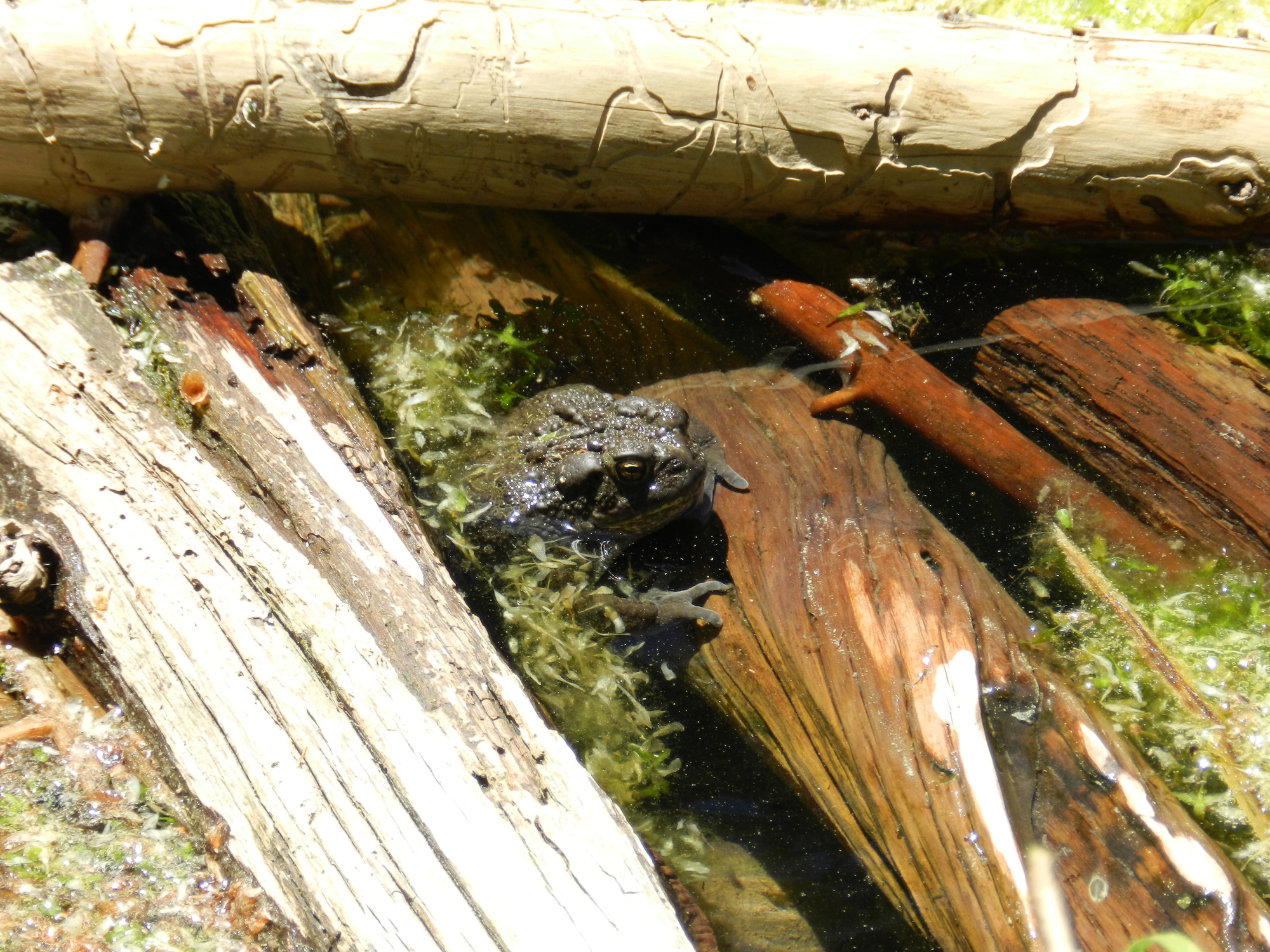 Large toad rests in water between several logs