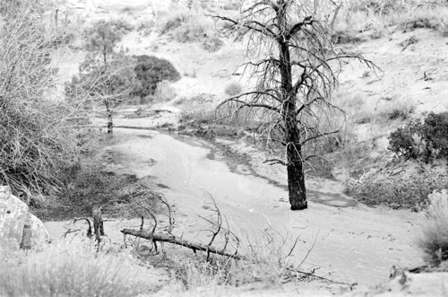 BW photo of the 1937 grazing study 35MM.