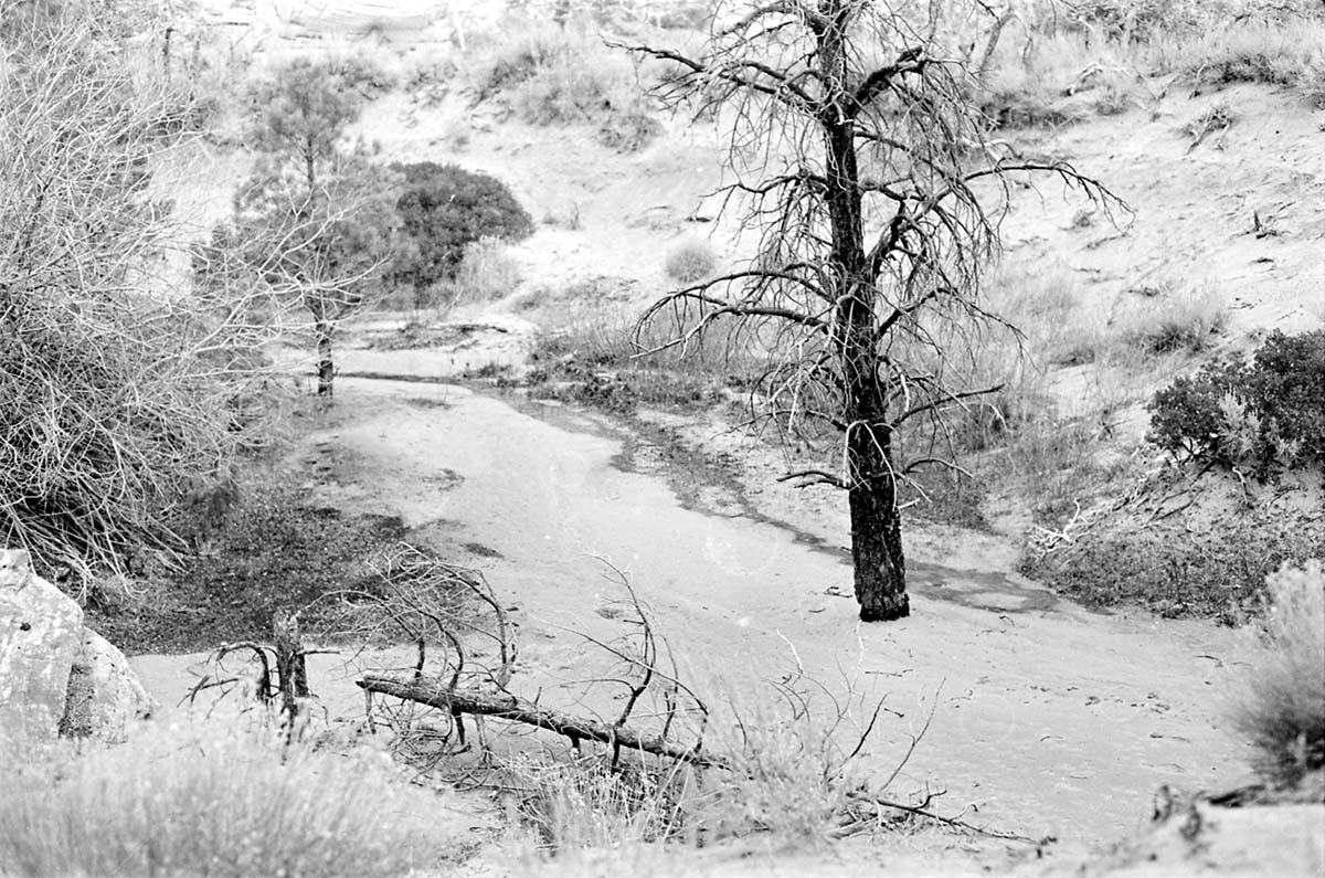 BW photo of the 1937 grazing study 35MM.