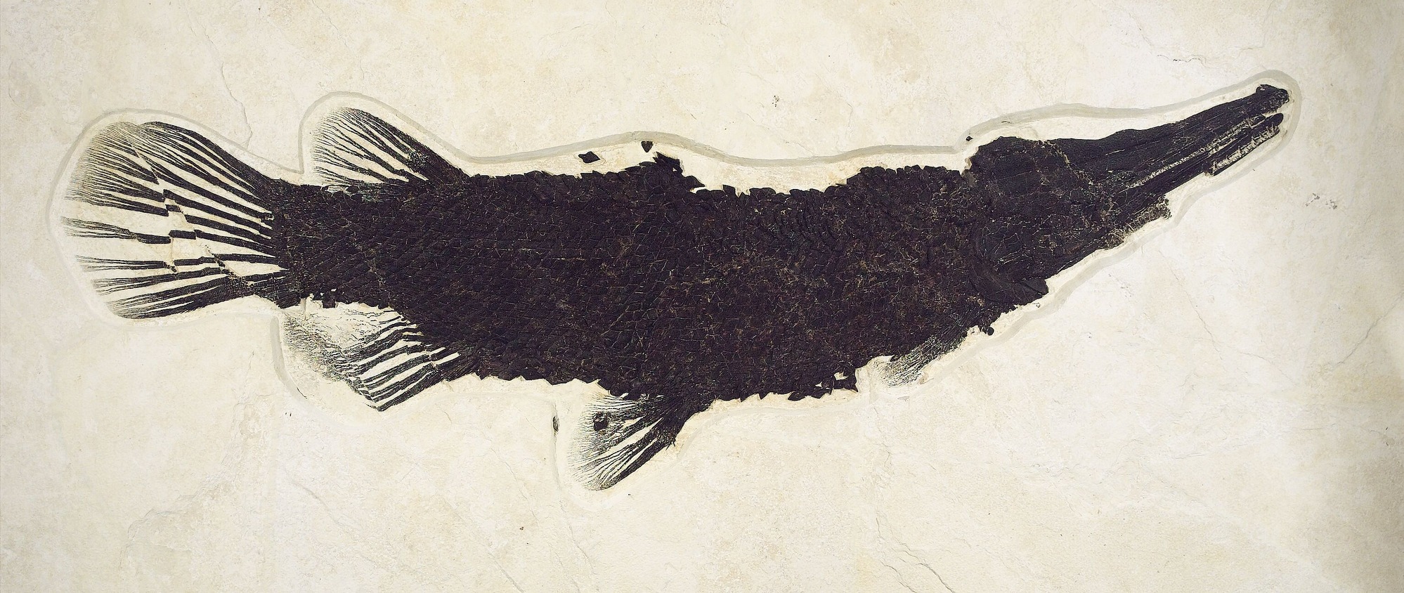A dark brown, nearly black, fish fossil on pale tan stone.  The scales remain on the fish.
