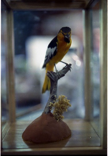 Color Photos of stuffed animals in the old visitor center exhibits.