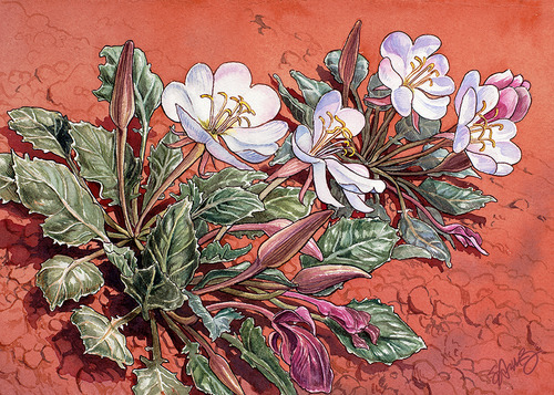 watercolor illustration of white four-petaled wildflowers growing in red dirt