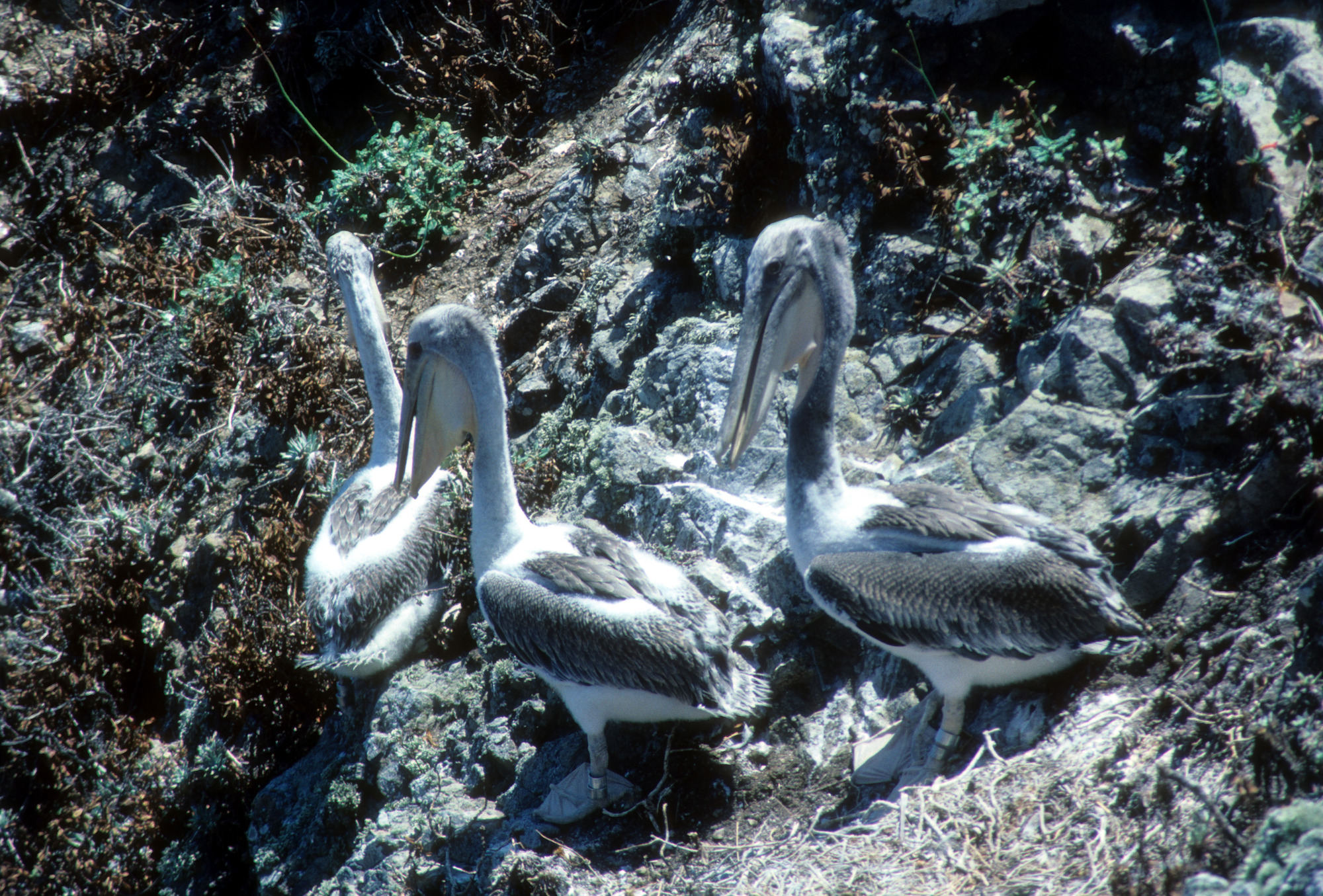 Banded Brown Pelican Chicks (large) on Nest