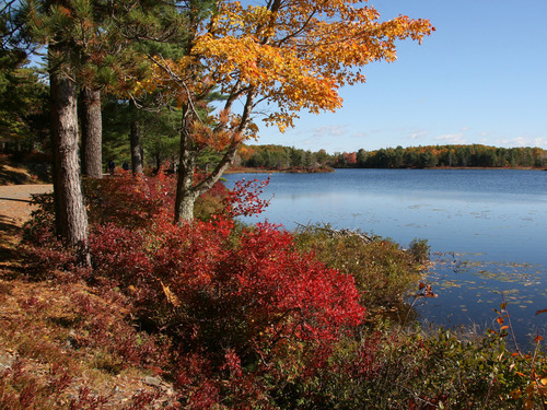 Bright fall color along a lakeshore