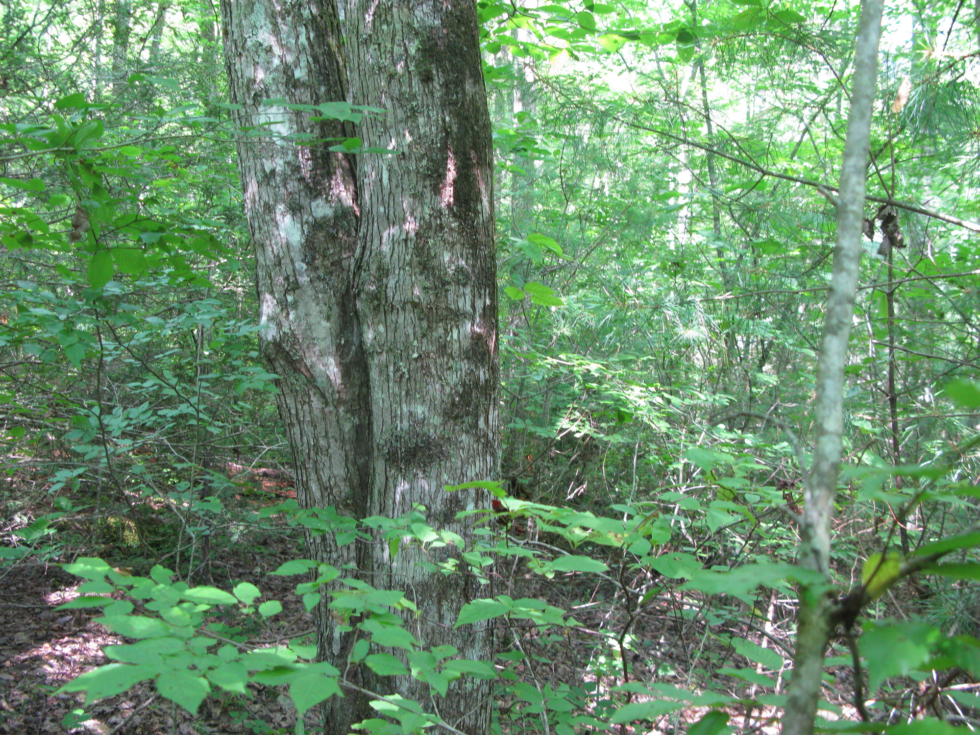 GRSM Accuracy Assessment. Plot Code: GRSM_AA_0165_5