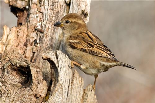 Savannah and white-throated sparrows in Cuyahoga Valley National Park