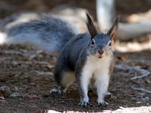 An Abert's squirrel, otherwise known as a tassel eared squirrel, searches for food in Cottonwood Picnic Area.