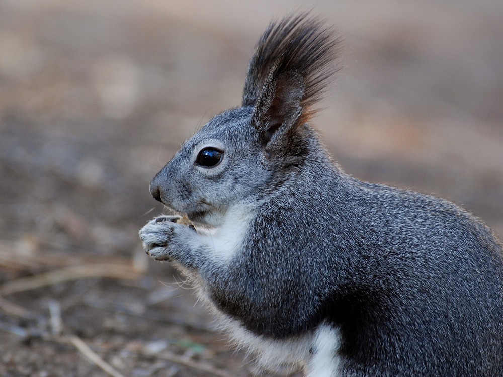 A close-up of an Abert's Squirrel shows their remarkable tufted ears.