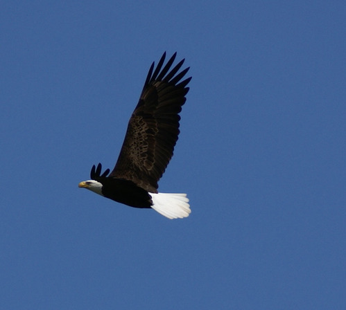 An adult bald eagle in flight