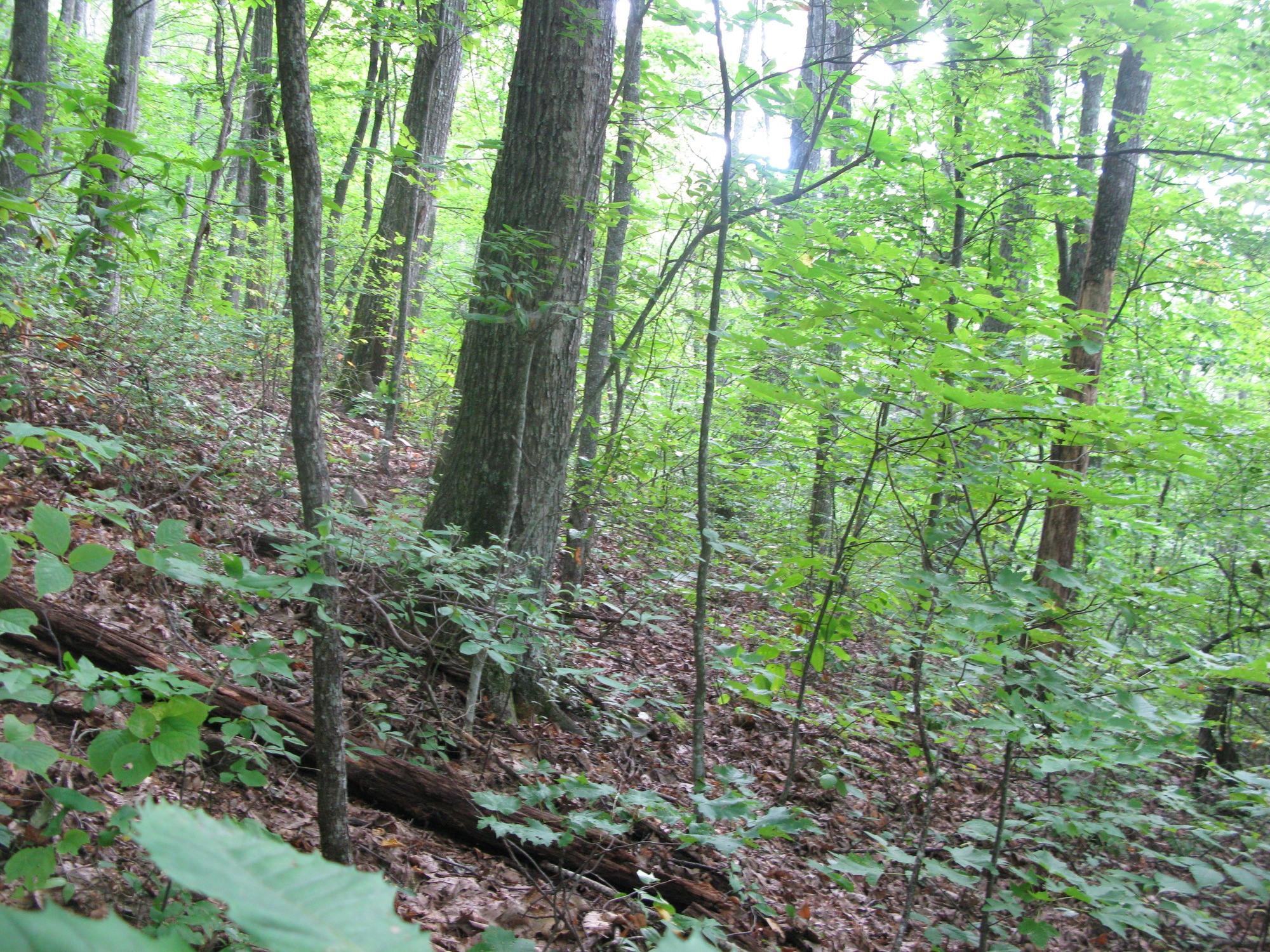 GRSM Accuracy Assessment. Plot Code: GRSM_AA_0259_3