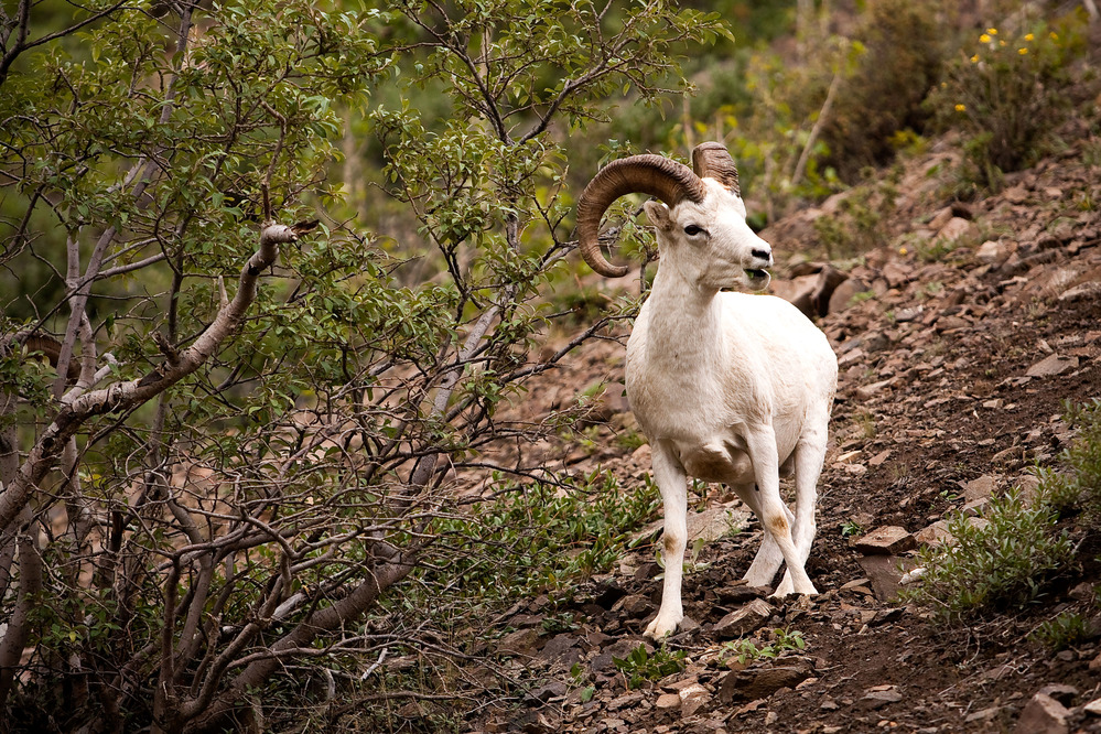 a ram walking down a hillside into a forest
