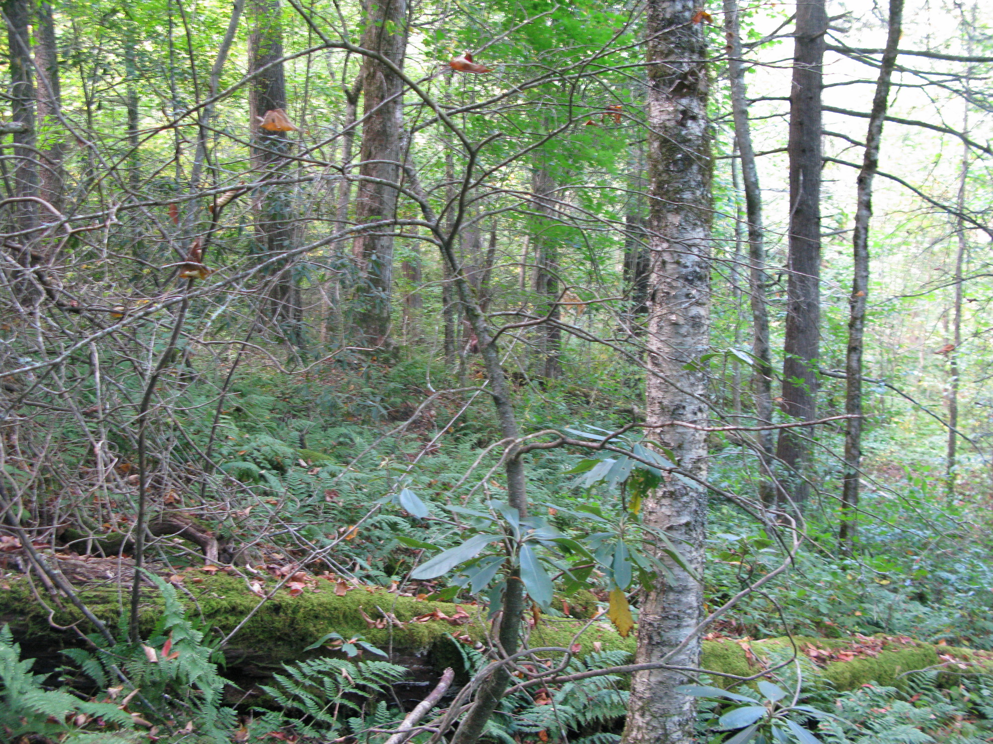 GRSM Accuracy Assessment. Plot Code: GRSM_AA_0219_2