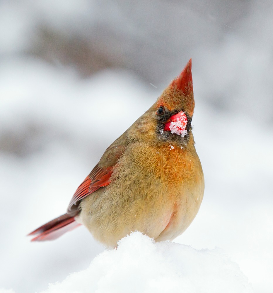 Female Northern Cardinal