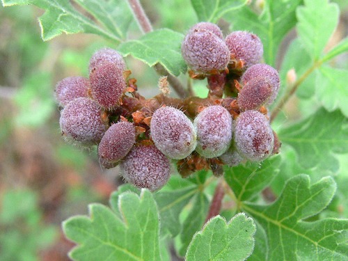 Three-leaf Sumac berries ripen in late summer and were used by the Ancestral Pueblo people to make a drink that tasted similar to lemonade.