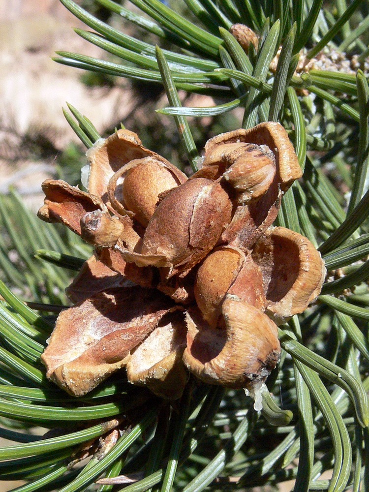 The seeds or nuts of the Pinon Pine are rich in calories (3000/lb) and nutrition. It was an important food source for the Ancestral Pueblo people when it was available.