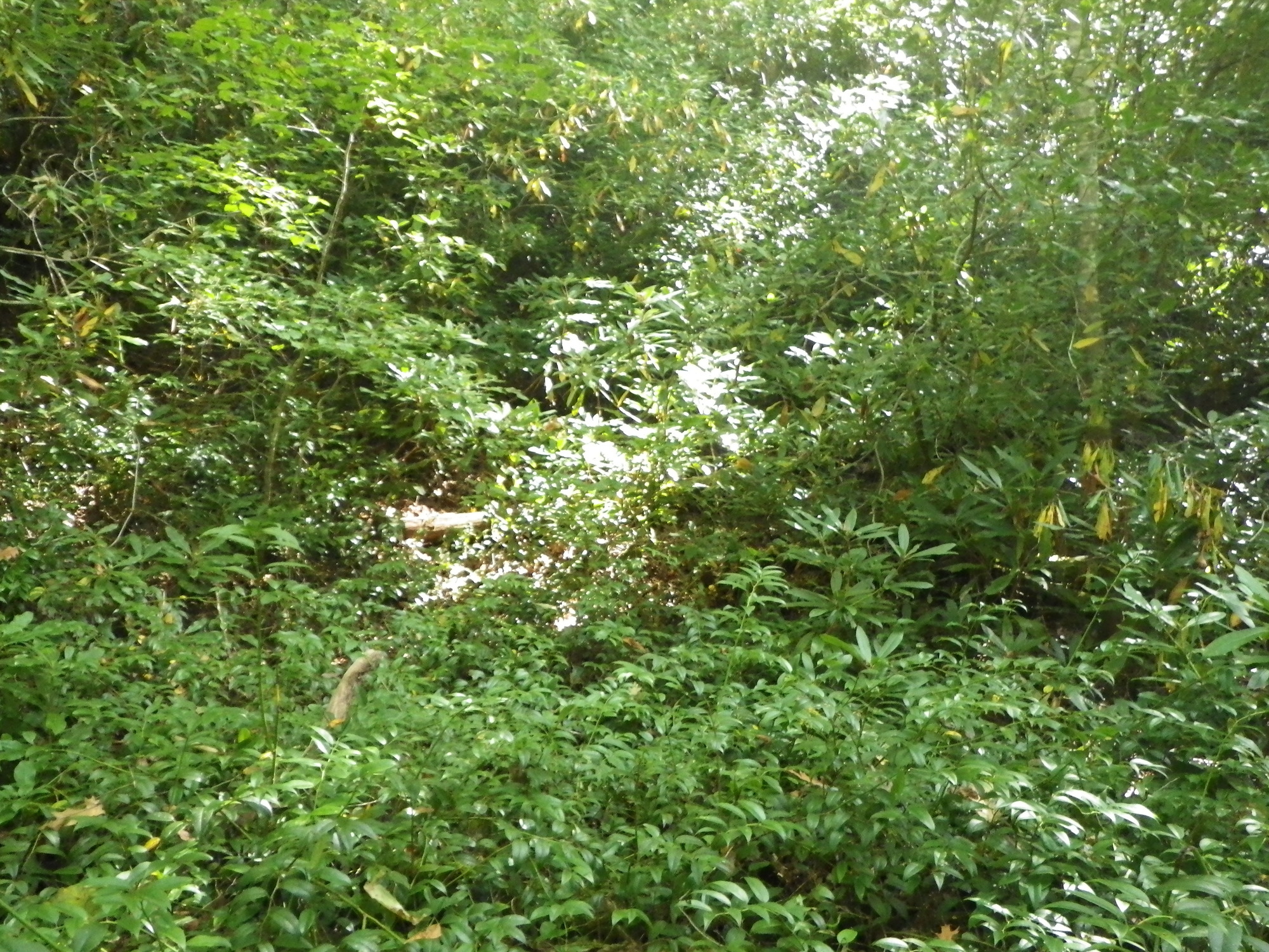 GRSM Accuracy Assessment. Plot Code: GRSM_AA_0285_3