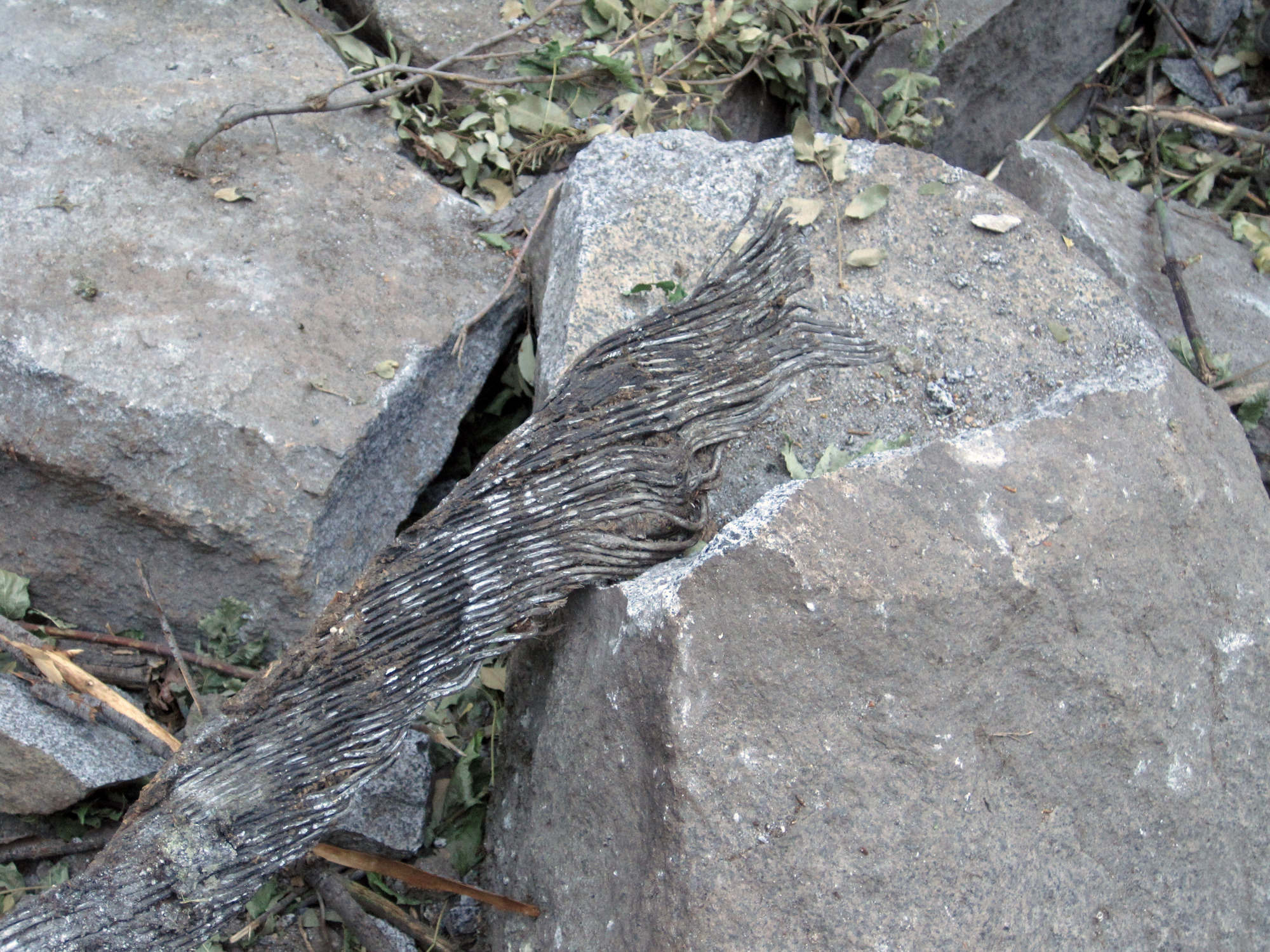 A severed phone cable resting on a fresh boulder. Broken tree branches, leaves, and debris surround the area.