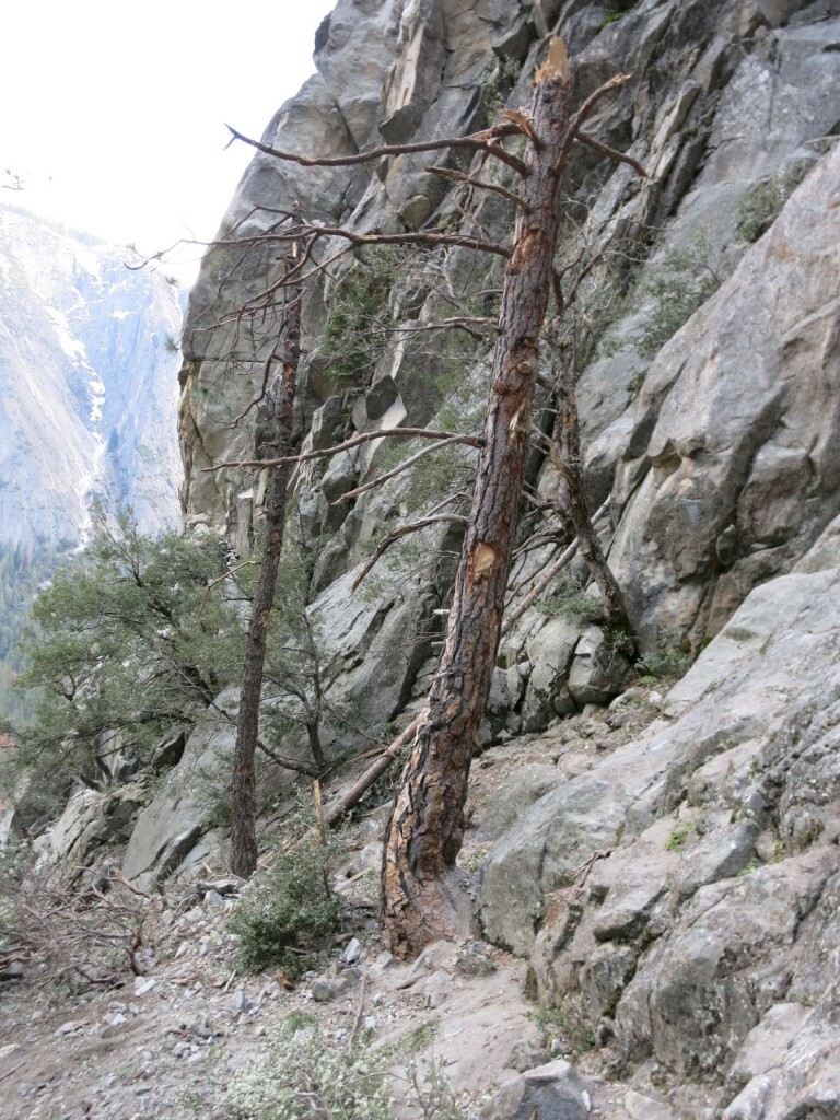 Impact marks on the trunk of a tree with a broken top.