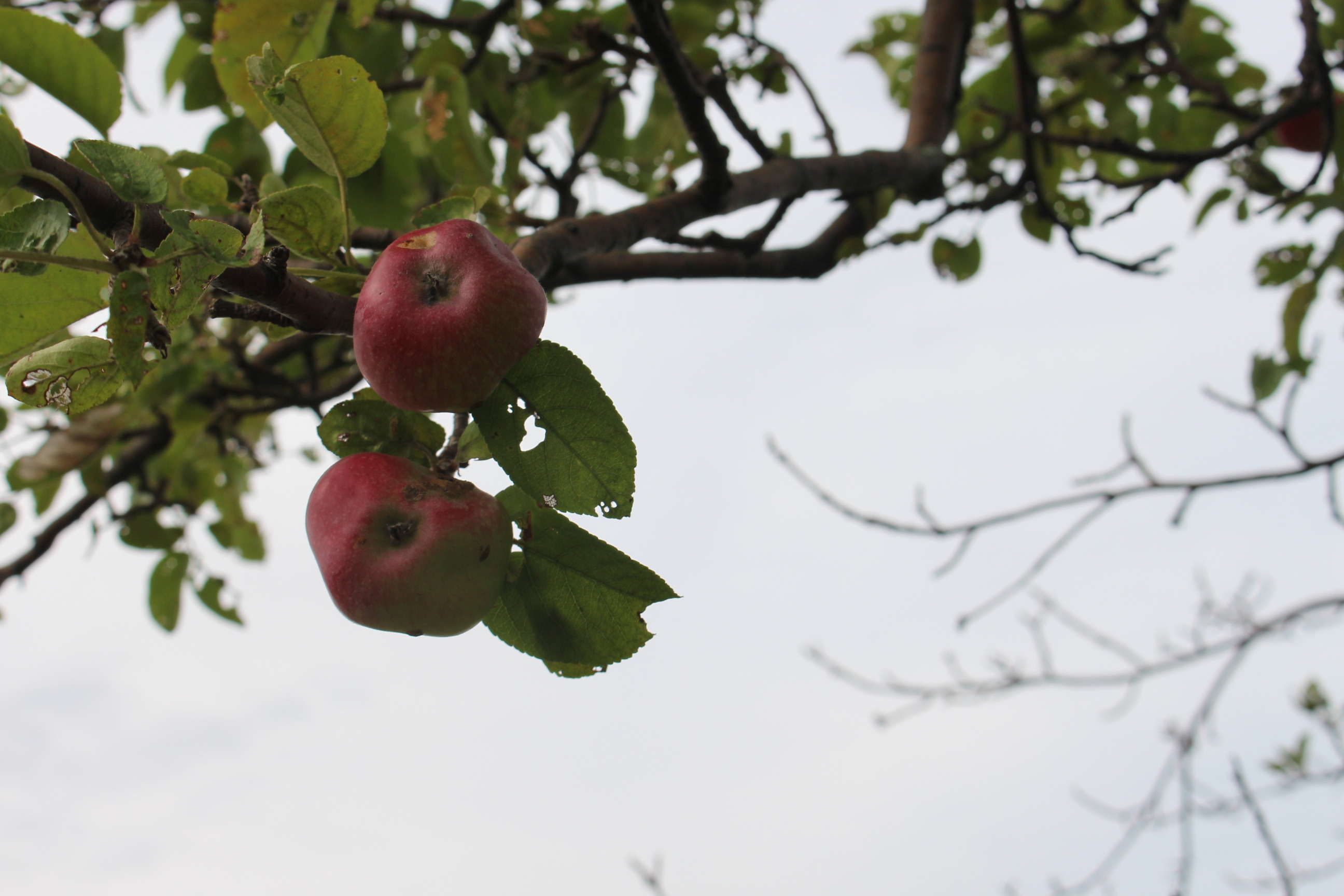 Two lumpy red apples hand from a tree branch. The sky above is grey. The leaves on the apple tree are green. 