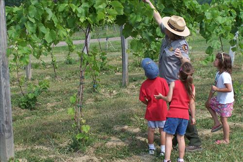 Junior Ranger, Butterfly's Breakfast, In Vineyard