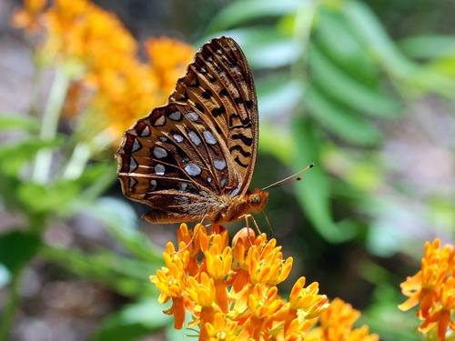 A Great Spangled Fritilary enjoys a brief stay at a blooming butterflyweed.