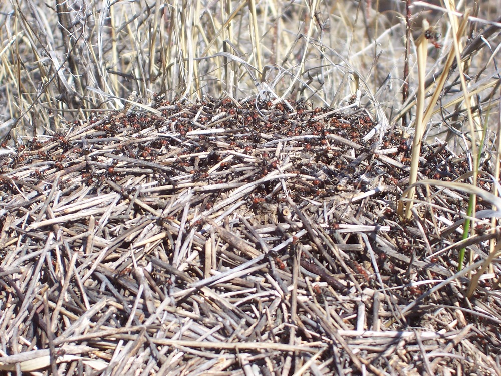 Harvester ants on their mound in Badlands National Park.