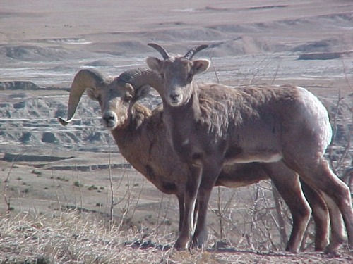 Photo of Bighorn Ram & Ewe with Badlands background