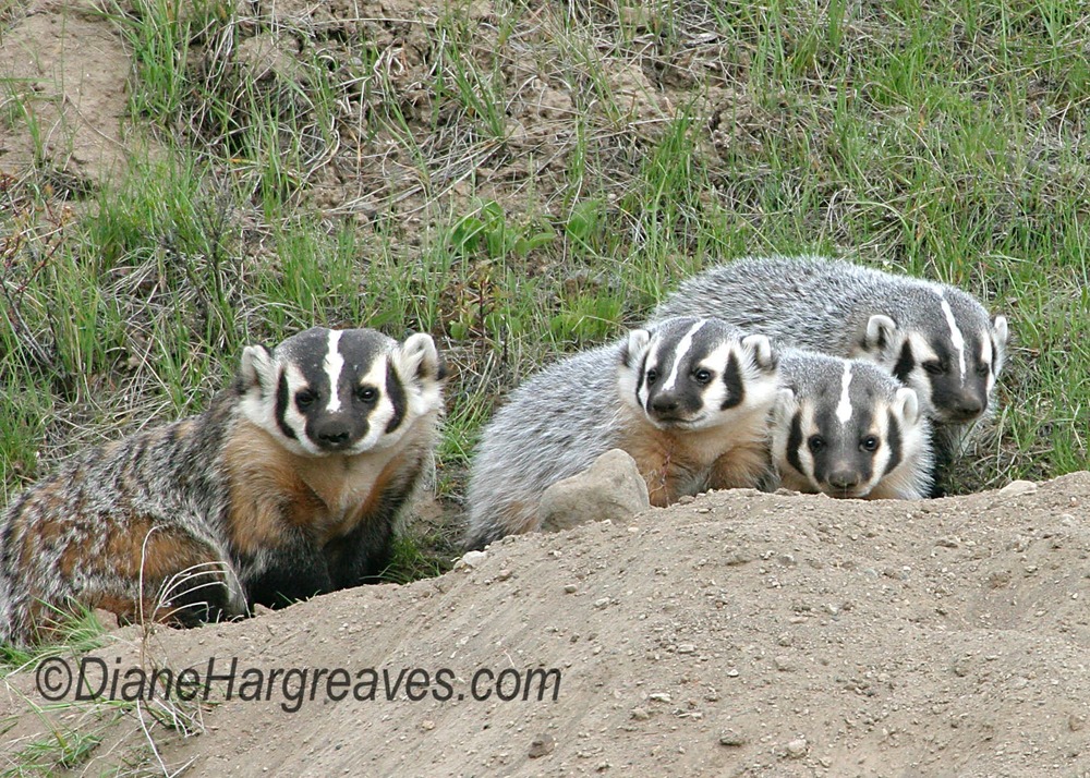 Family of 4 badgers. Mama and three babies