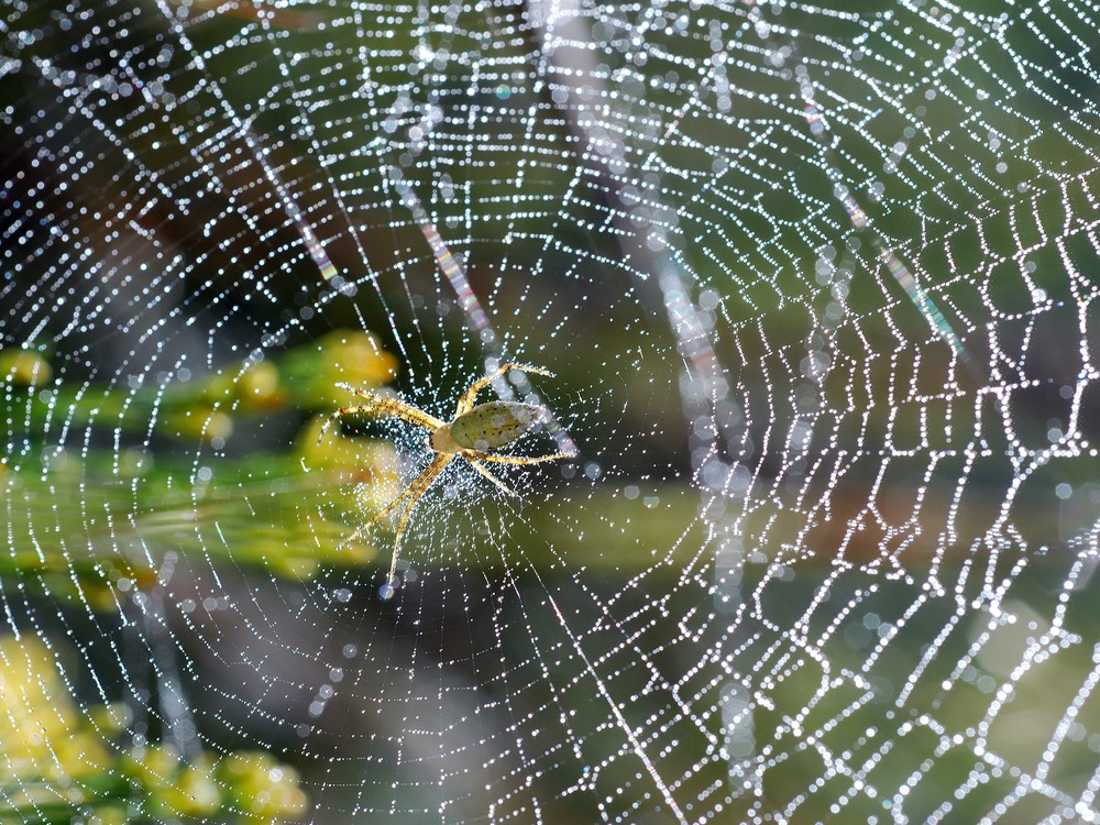 A Golden Orb Weaver is suspended from its glistening web.