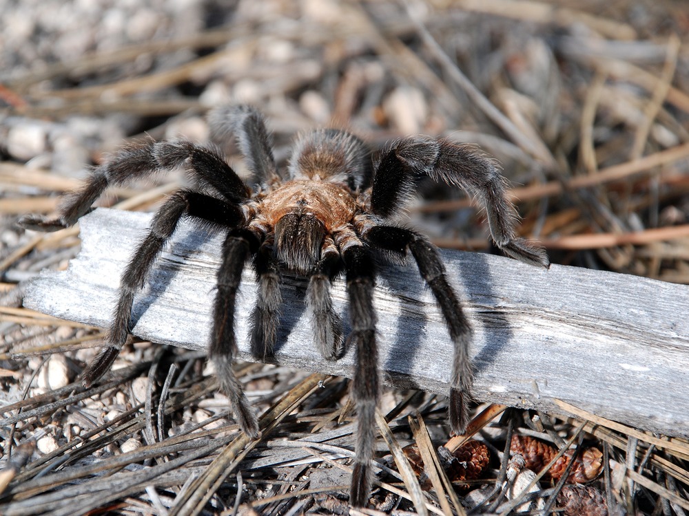 Male tarantulas are often seen in the autumn when they must leave their burrows to seek a mate.