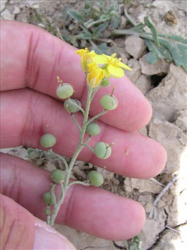 Lesquerella gordonii. Big Bend National Park, Agua Fria Road. April 2004