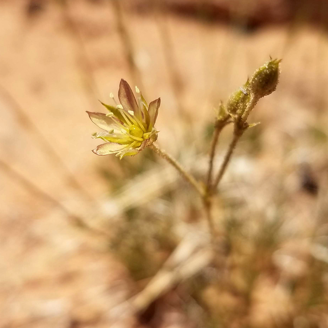 tufted yellow flower growing in red soil