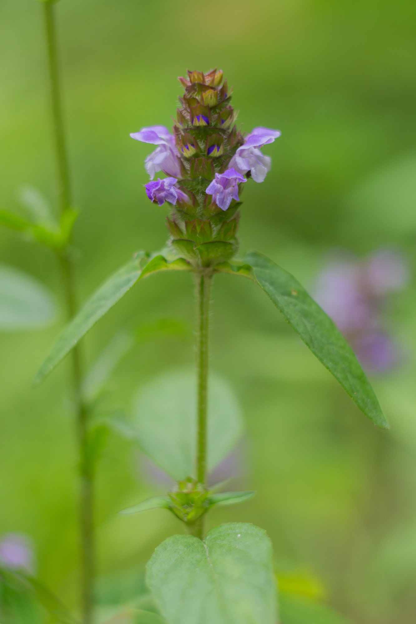 A long stem with small purple flowers on the top.  Two green leaves extend underneath the flowers.