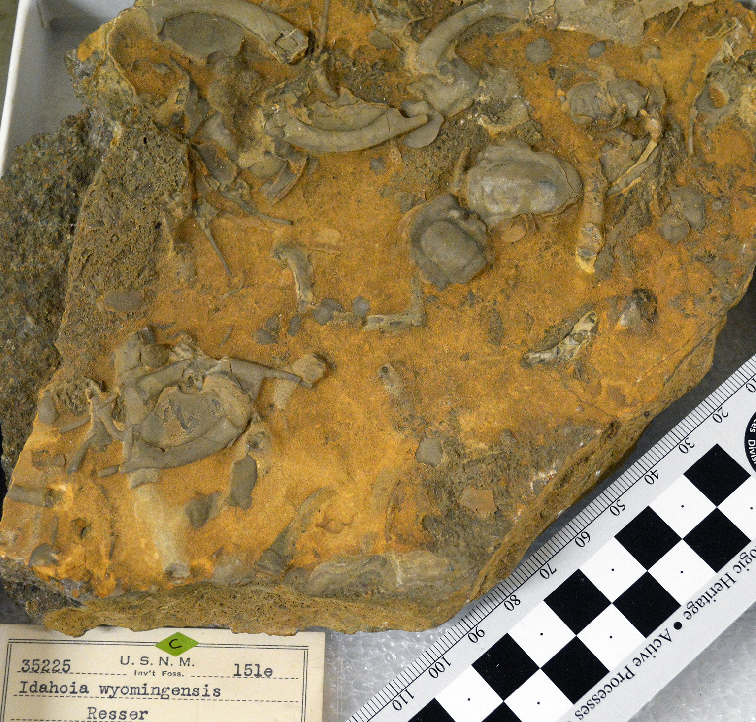 Many fragments of trilobites fossilized in a rock.