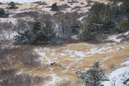 A deer browses at Cliff Shelf in a fresh dusting of snow.