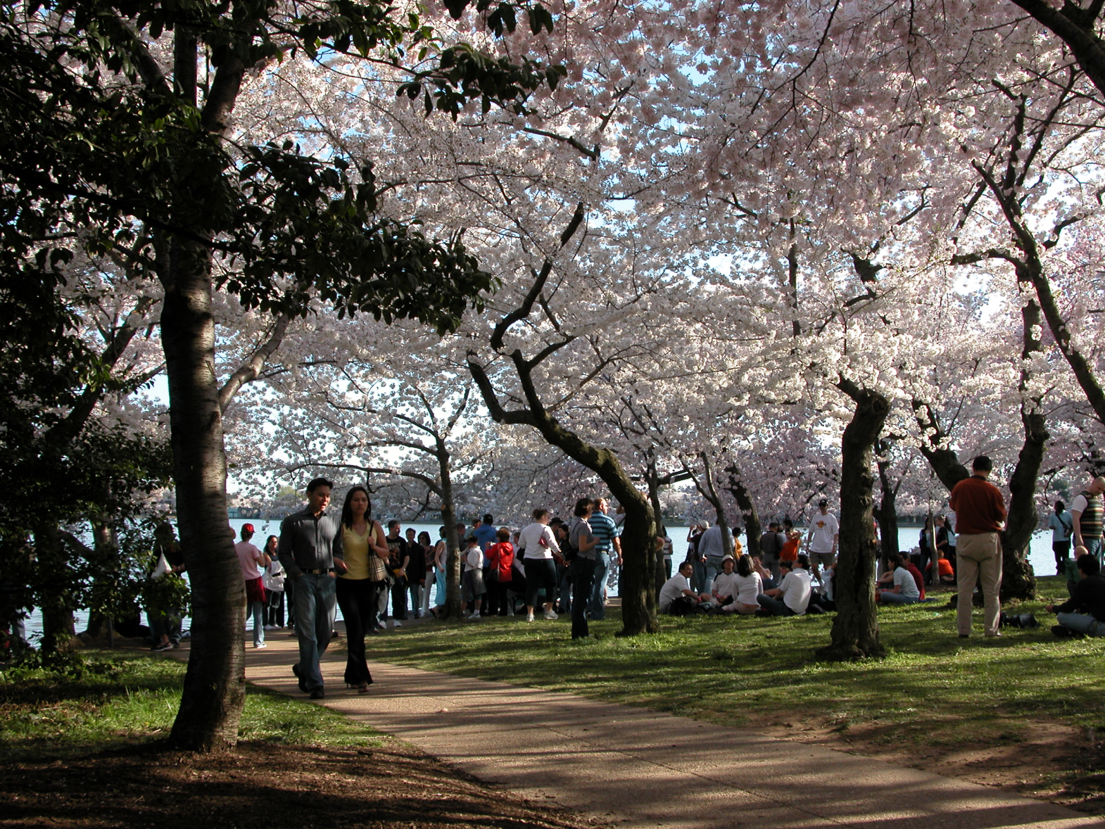 Crowd of people under blooming cherry trees with a couple walking along a path as the focus. A sliver of the Tidal Basin can be seen in the background.