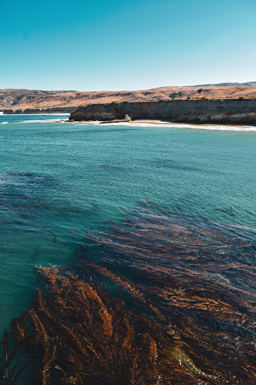 Clear, light blue waters reveal long strands of leafy, brown kelp flowing with the current off the sandy beaches and sea side cliffs of Santa Rosa Island. 