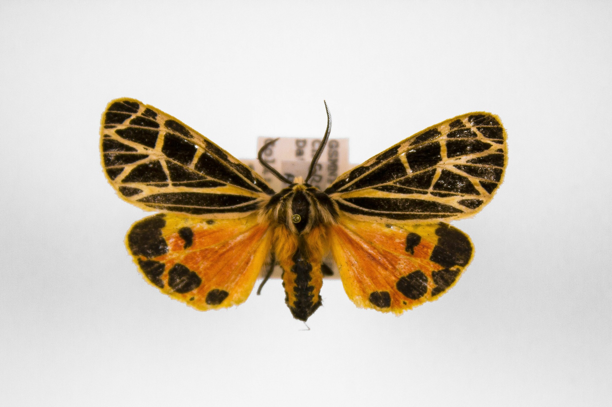 Image of Grammia parthenice, a species of Insect
