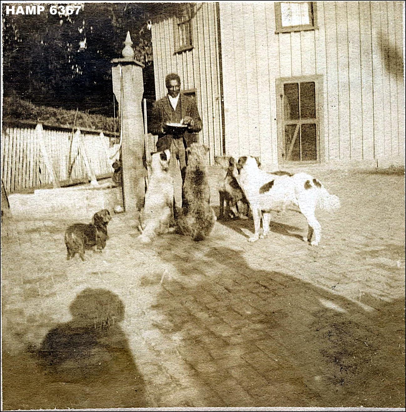 Black and white image of several dogs around a servant with a plate of food.
