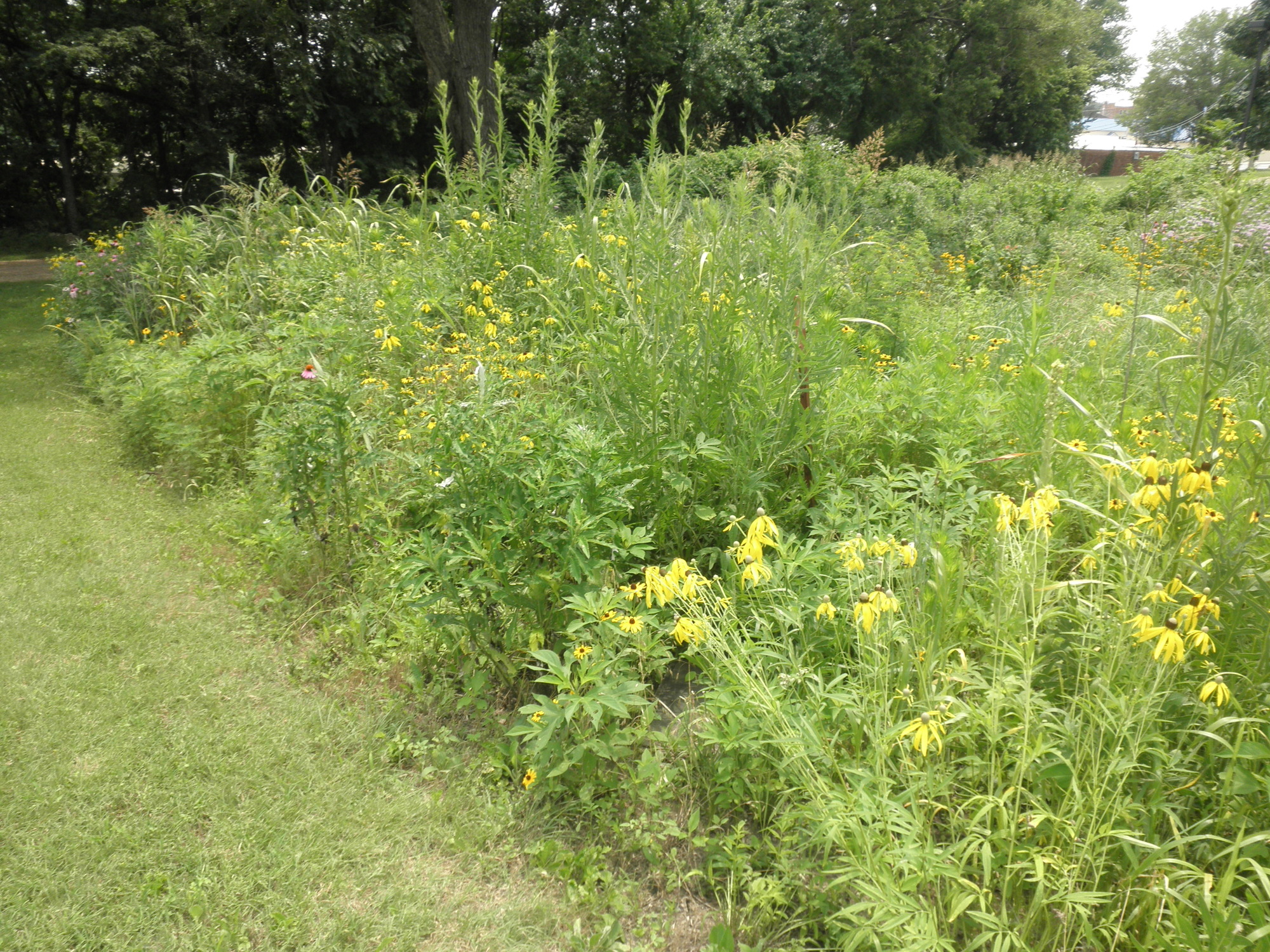 A portion of a tallgrass prairie with a profusion of wildflowers blooming.