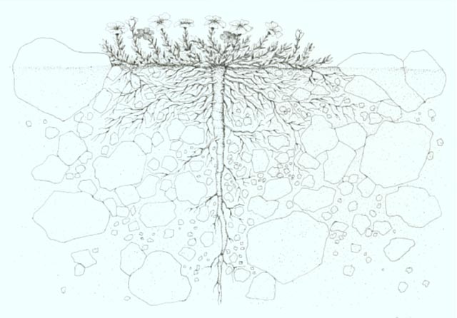 Soil cross-section revealing the root system of an Alpine sandwort.