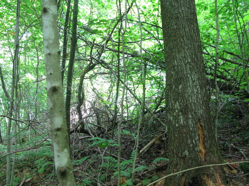 GRSM Accuracy Assessment. Plot Code: GRSM_AA_0931_3