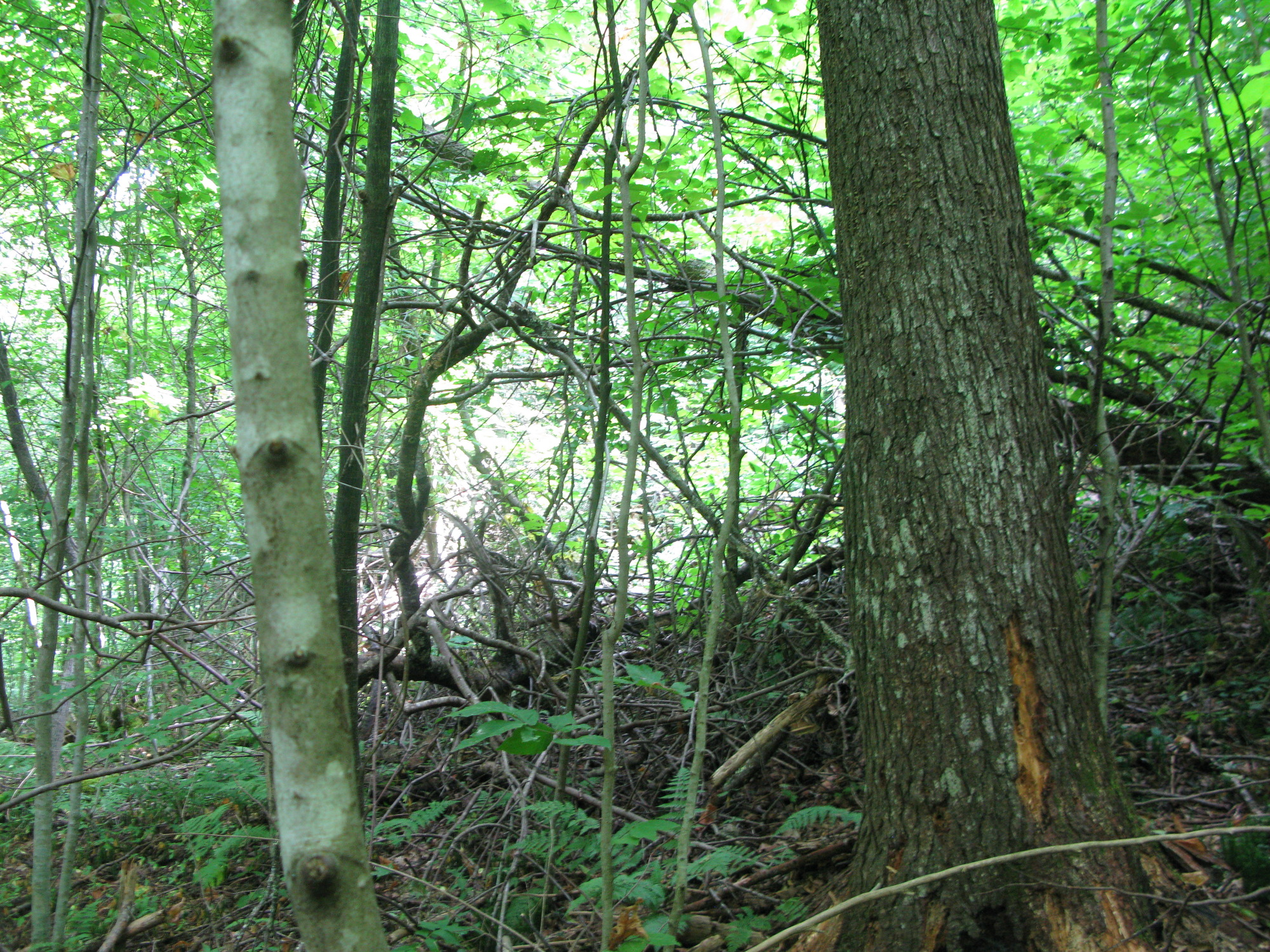 GRSM Accuracy Assessment. Plot Code: GRSM_AA_0931_3