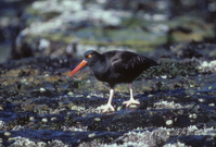 Black Oystercatcher