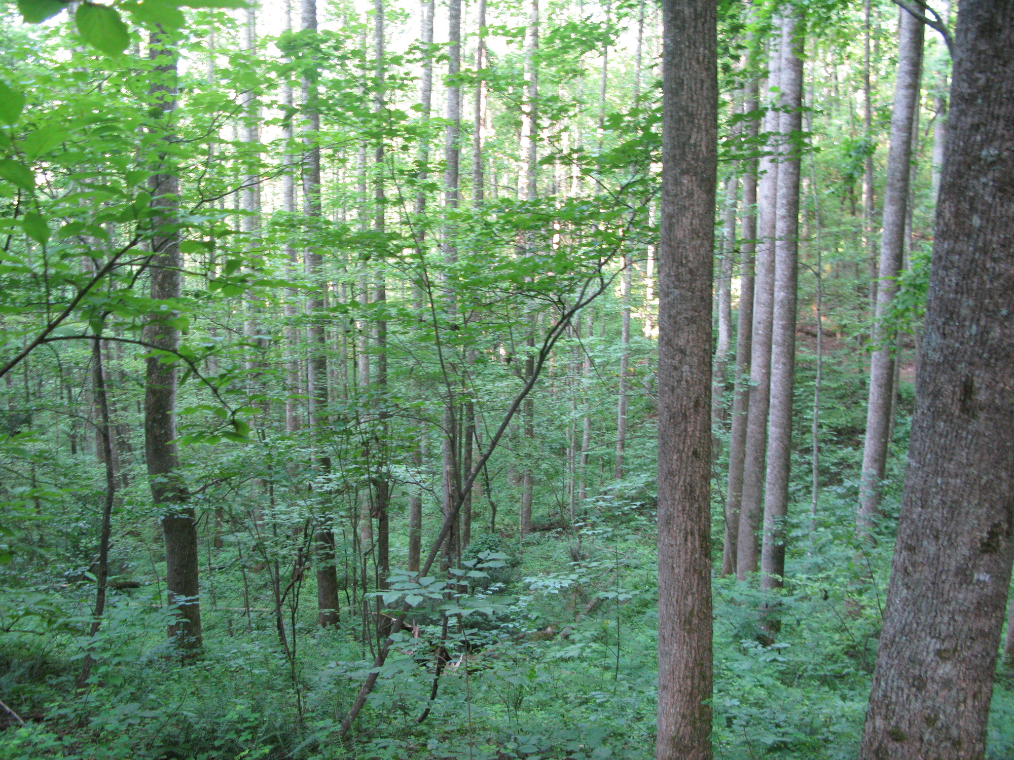 GRSM Accuracy Assessment. Plot Code: GRSM_AA_0054_6