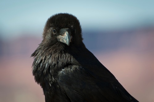Common Raven