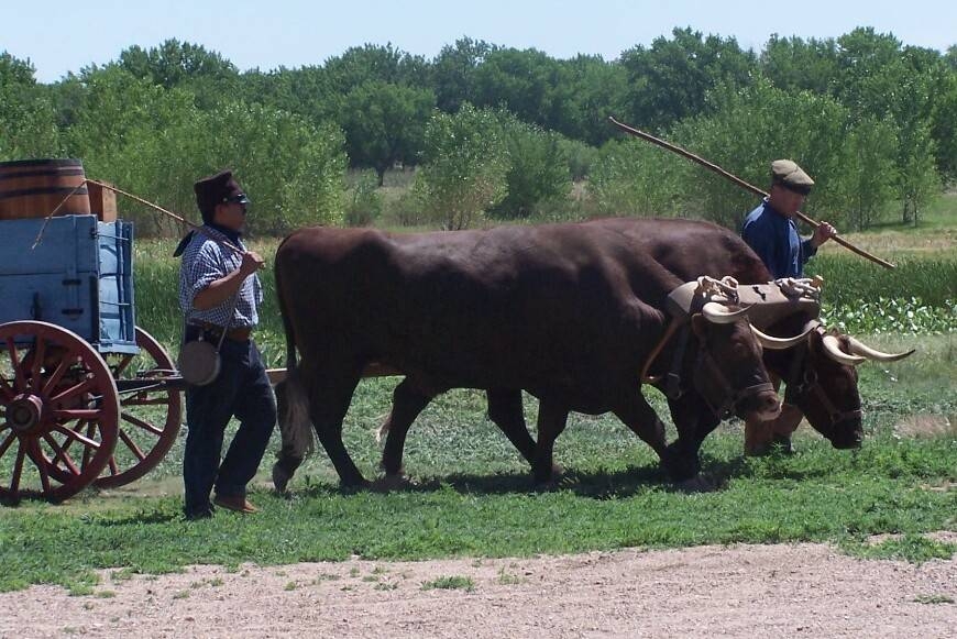 Oxen pull a wagon of trade goods on the Santa Fe Trail.