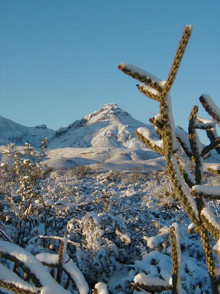 View of snowy cholla with Panther Peak