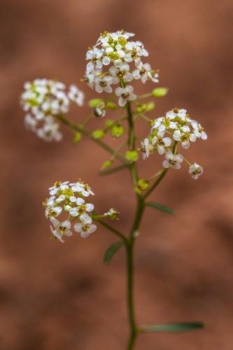 Mountain Pepperplant
